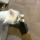قطة شيرازي للتبني مكة