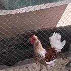 اتوصل وتسب