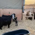 للبيع معزا عوارض طيبه وليد ودفيع