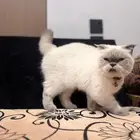قطط للبيع