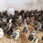 صوص فيومي عمر يوم