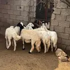 رخال دفع للبيع