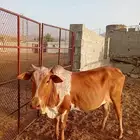 بقره للبيع