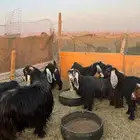 معزاء عوارض