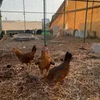 للبيع دجاج