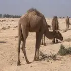 للبيع بكره مفروده بريه سليمه من جميع الامراض عمرها 10 شهور