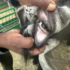 فحل عارضي صنف