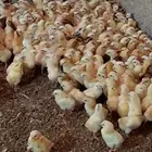 صيصان دجاج بلدي