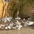 حمام للبيع حب رمان