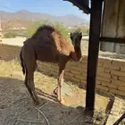 قعود لباني عمر 5 شهور
