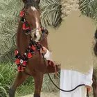 للبيع طقم زينه للخيل