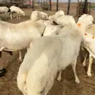 خرفان رفيدي