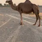 لقحه لها عشر شهور