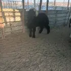 طليان نجد جذعان تربيه عندي علي شعير وبرسيم شرط ونظاف