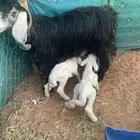 للبيع عنز تحتها اثنين دواغير حريه