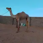 بكرة حقة تروح لقية( تم البيع)