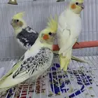 طيور كروان للبيع