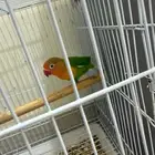 طيور