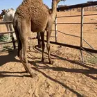 قعدان قصب