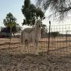 طلي صنف الصنف