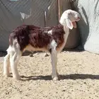 خروف