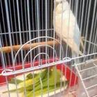 طيور الزينة الحب