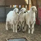 طليان للبيع