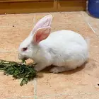 أرنب للبيع