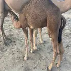حشو للبيع