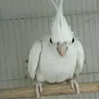 انثى كروان البينو