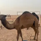 حشو للبيع