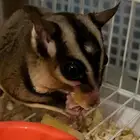 ذكر شوقر قلايدر Male Sugarglider