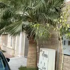 نخله واشنطونيه مجانا