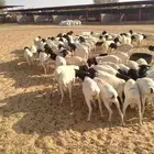غنم برابر
