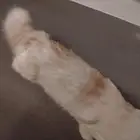 قطط اليفة للتبني بدون مقابل