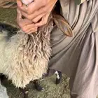 نعيم ولد للبيع