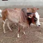 حسيل شركه ربع 1300