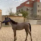 مهر واهو