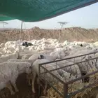 غنم حريات طيبه