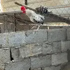 ديك فيومي