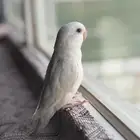 طائر روز ( ما شاء الله )