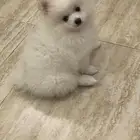 كلب بومرينيان