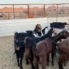 معزا عوارض وشاميات