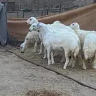 رخال حري للبيع