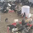 بيض بلدي مخصب