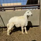 خروف حري
