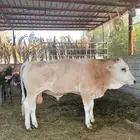 عجل بتلو