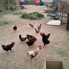 ديوك للبيع