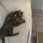 الحلقه الشرقيه ااطائف