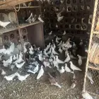 حمام فرنسي